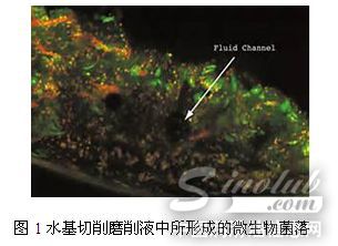 水基切削磨削液中所形成的微生物菌落