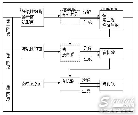 好氧菌和厌氧菌的新陈代谢过程