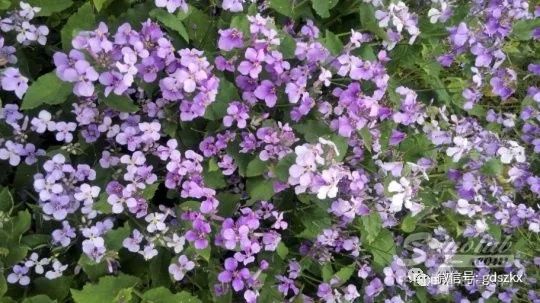 这种植物,可能成为新型环保润滑油的来源